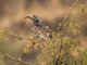 African Grey Hornbill (Tockus nasutus)