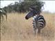 Burchells zebra (Equus burchellii)