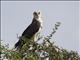 Martial Eagle (Polemaetus bellicosus)