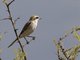 Rufous-tailed Shrike (Lanius isabellinus)