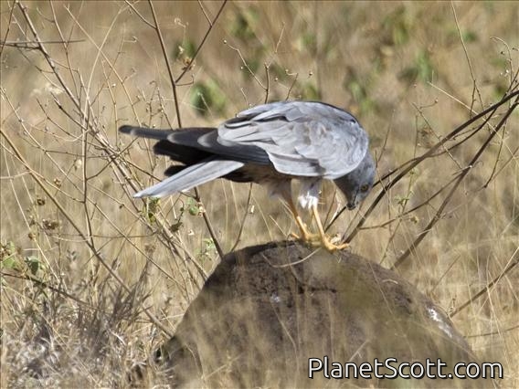 Pallid Harrier (Circus macrourus)