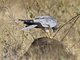 Pallid Harrier (Circus macrourus)