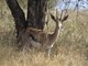 Grants gazelle (Gazella granti)