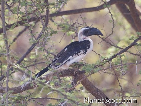 Von der Decken's Hornbill (Tockus deckeni)