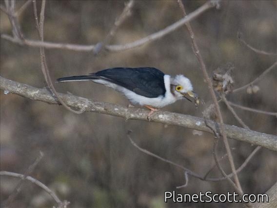 White Helmetshrike (Prionops plumatus)
