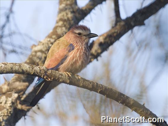 Rufous-crowned Roller (Coracias naevius)