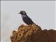 Shelleys Starling (Lamprotornis shelleyi)