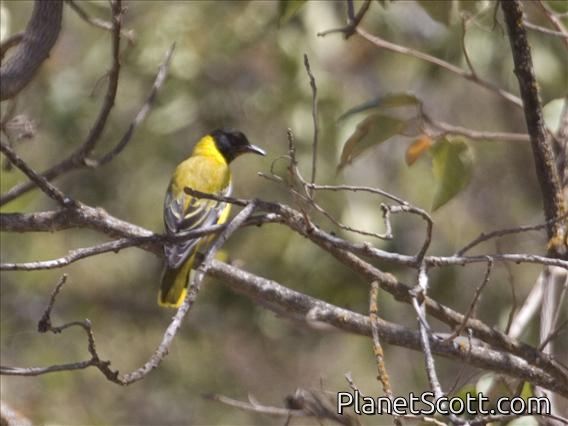 African Black-headed Oriole (Oriolus larvatus)