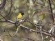 African Black-headed Oriole (Oriolus larvatus)