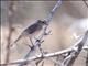 African Gray Flycatcher (Bradornis microrhynchus) - Juvenile