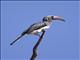 Hemprichs Hornbill (Lophoceros hemprichii)