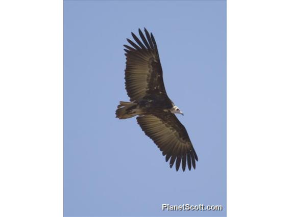 Hooded Vulture (Necrosyrtes monachus) - Immature