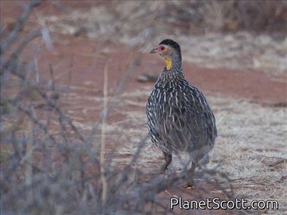 Yellownecked Francolin (Pternistis leucoscepus)