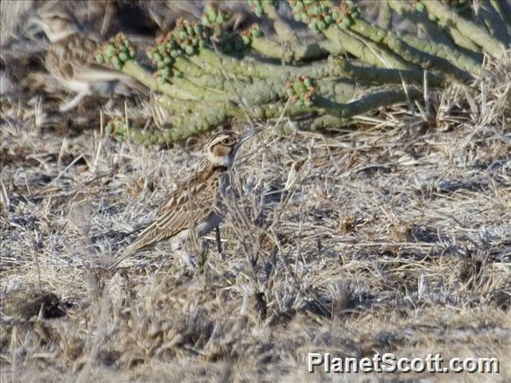 Short-tailed Lark (Spizocorys fremantlii)