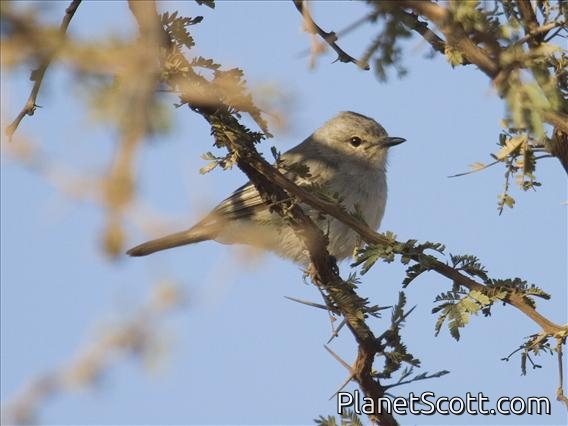 Grayish Flycatcher (Bradornis microrhynchus)