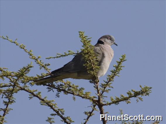 Mourning Collared-Dove (Streptopelia decipiens)