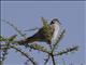 Mourning Collared-Dove (Streptopelia decipiens)