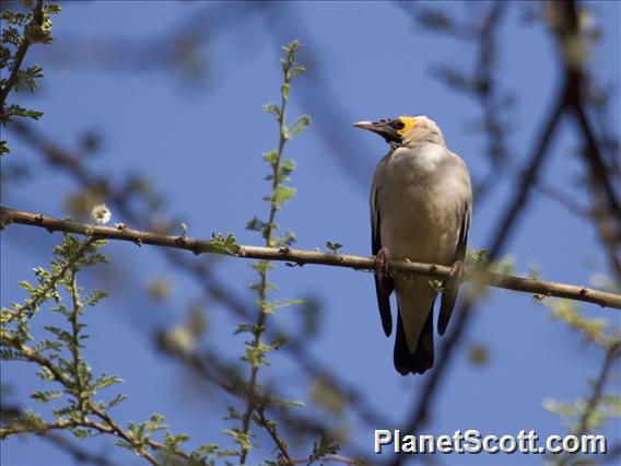 Wattled Starling (Creatophora cinerea)