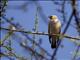 Wattled Starling (Creatophora cinerea)