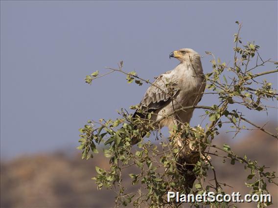 Tawny Eagle (Aquila rapax) - Immature