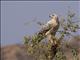 Tawny Eagle (Aquila rapax) - Immature