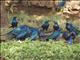 Greater Blue-eared Glossy-Starlings (Lamprotornis chalybaeus)