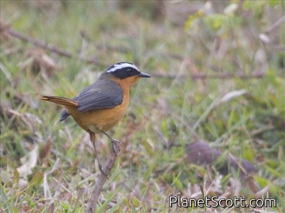 White-browed Robin-Chat (Cossypha heuglini)