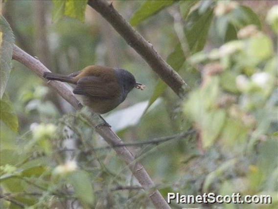African Hill-Babbler (Sylvia abyssinica)
