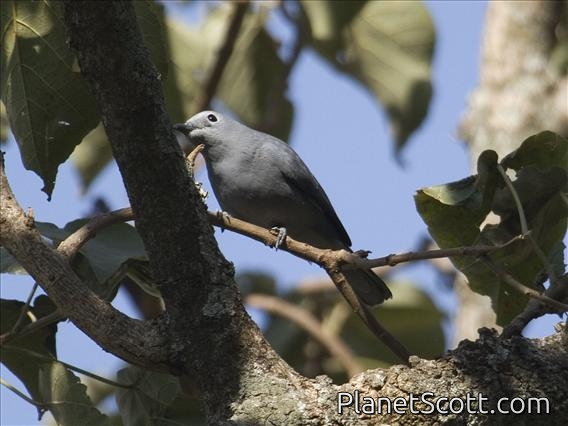 Gray Cuckoo-Shrike (Coracina caesia)