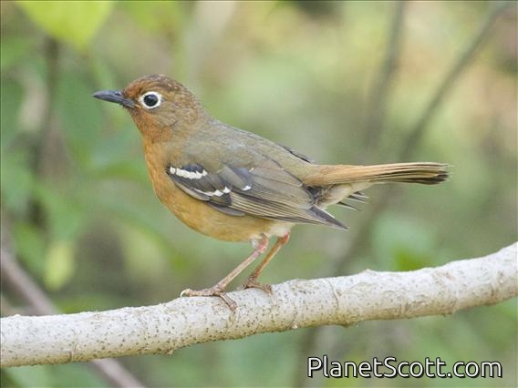 Abyssinian Ground-Thrush (Zoothera piaggiae)