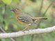 Abyssinian Ground-Thrush (Zoothera piaggiae)