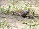 Swainsons Sparrow (Passer swainsonii)
