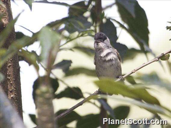 Blackcap (Sylvia atricapilla)