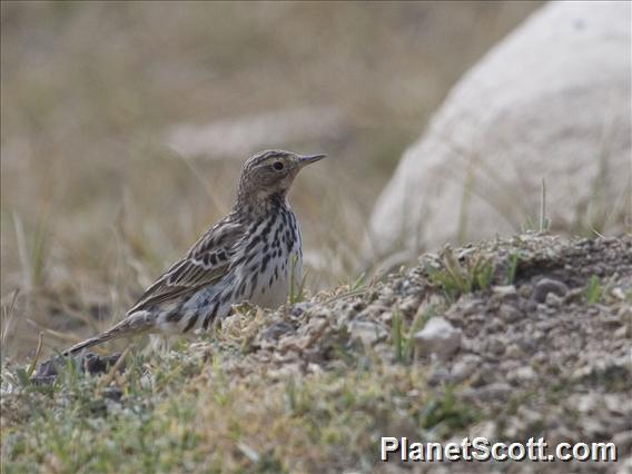 Red-throated Pipit (Anthus cervinus) - Female
