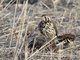 Groundscraper Thrush (Psophocichla litsipsirupa)