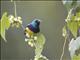 Variable Sunbird (Nectarinia venusta) - Male