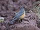 Olive Thrush (Turdus olivaceus)