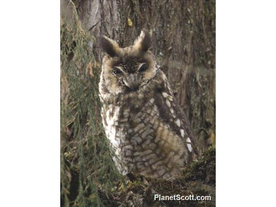 African Long-Eared Owl (Asio abyssinicus)