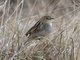 Winding Cisticola (Cisticola galactotes)