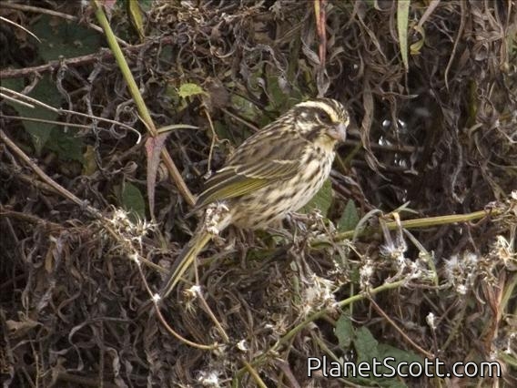 Streaky Seedeater (Serinus striolatus)