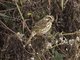 Streaky Seedeater (Serinus striolatus)