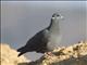 White-collared Pigeon (Columba albitorques)