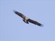 Lesser Spotted Eagle (Aquila pomarina)