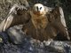 Lammergeier (Gypaetus barbatus)