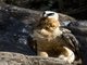 Lammergeier (Gypaetus barbatus)