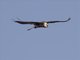 Lammergeier (Gypaetus barbatus)