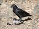 Fan-tailed Raven (Corvus rhipidurus) Eats Spectacled Pigeon