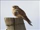 Common Kestrel (Falco tinnunculus) - Female