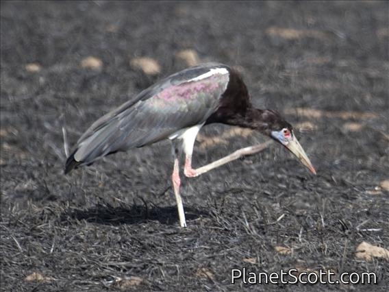 Abdim's Stork (Ciconia abdimii)