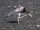 Abdims Stork (Ciconia abdimii)
